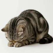 らいむ 12月残りの出勤予定🗓 西川口ティアラ