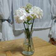 ひより 急遽明日11/9(日)出勤します🕊‎ 白金プラチナ(ユメオト)