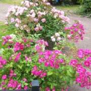 如月玲香 初投稿 五十路マダムセレブリティ横浜店（カサブランカグループ）