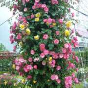 如月玲香 こんにちは 五十路マダムセレブリティ横浜店（カサブランカグループ）