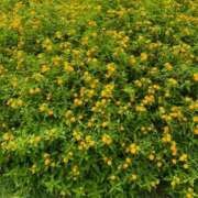 如月玲香 こんにちは 五十路マダムセレブリティ横浜店（カサブランカグループ）