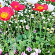 ヒメ日記 2026/04/07 08:06 投稿 梅原 咲良 30代40代50代と遊ぶなら博多人妻専科24時