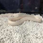 ヒメ日記 2026/04/08 11:12 投稿 梅原 咲良 30代40代50代と遊ぶなら博多人妻専科24時