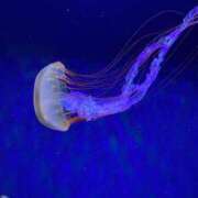 ヒメ日記 2025/11/04 18:12 投稿 みこ 川越ぽちゃまに