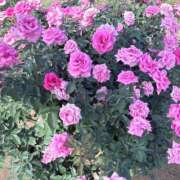 ヒメ日記 2025/10/21 10:32 投稿 椎名～SHIINA～ BBW大宮店