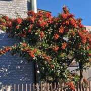 ヒメ日記 2025/11/08 18:21 投稿 かなえ 肌水(名古屋)