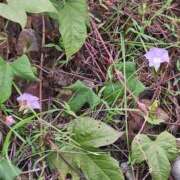 ヒメ日記 2025/11/14 20:57 投稿 かなえ 肌水(名古屋)