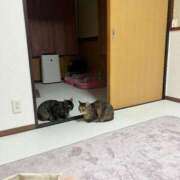 ヒメ日記 2025/12/15 09:43 投稿 ゆあ・SP やまとなでしこ桜組