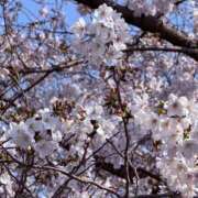 ヒメ日記 2026/04/03 12:47 投稿 星月ゆの ワイフコレクション