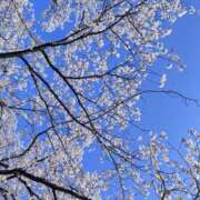 ヒメ日記 2026/04/11 14:42 投稿 うみ 錦糸町人妻セレブリティ（ユメオト）