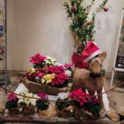 ヒメ日記 2025/12/07 21:48 投稿 大橋香純 五十路マダム姫路店