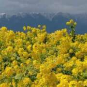 ヒメ日記 2026/03/24 15:42 投稿 大橋香純 五十路マダム姫路店