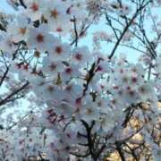 ヒメ日記 2026/04/01 08:00 投稿 大橋香純 五十路マダム姫路店