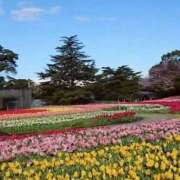 ヒメ日記 2026/04/20 08:30 投稿 大橋香純 五十路マダム姫路店