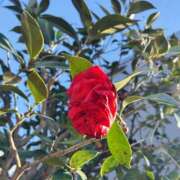 華帆 3/11（水）のお礼＆出勤予定 人妻の出会い