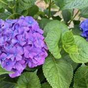 ヒメ日記 2026/06/07 15:02 投稿 華帆 人妻の出会い