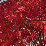 ヒメ日記 2025/11/16 19:45 投稿 ここね バイオレンス