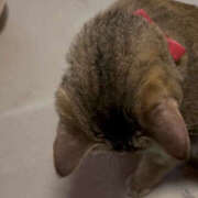 ヒメ日記 2026/03/03 12:12 投稿 あかね Respect