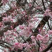 ヒメ日記 2026/03/27 18:32 投稿 原田麗子(はらだれいこ) 五十路マダムエクスプレス厚木店(カサブランカグループ)