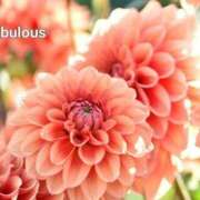 ヒメ日記 2025/10/30 18:16 投稿 下條(しもじょう) 人妻出逢い会 百合の園 品川店