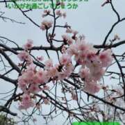 下條(しもじょう) 早咲きの🌸も… 人妻出逢い会 百合の園 品川店