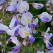 ヒメ日記 2026/04/22 13:16 投稿 下條(しもじょう) 人妻出逢い会 百合の園 品川店