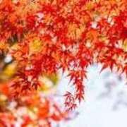 ヒメ日記 2025/12/05 08:05 投稿 こはる 熟女家 東大阪店（布施・長田）