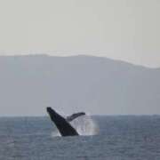 ヒメ日記 2026/01/30 07:35 投稿 こはる 熟女家 東大阪店（布施・長田）