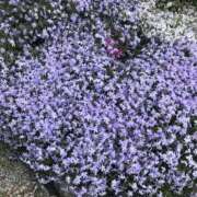 ヒメ日記 2026/03/10 07:25 投稿 こはる 熟女家 東大阪店（布施・長田）