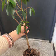 わかな 枯らしかけてしまった😱 恋愛生欲情の扉