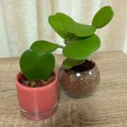 ヒメ日記 2025/12/12 14:29 投稿 わかな 恋愛生欲情の扉