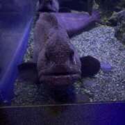 ヒメ日記 2025/10/18 01:16 投稿 おとぎ 極楽城(ゴクラクジョウ)