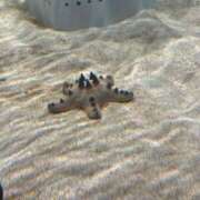 ヒメ日記 2025/12/02 13:02 投稿 おとぎ 極楽城(ゴクラクジョウ)