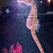 ヒメ日記 2026/01/23 08:36 投稿 おとぎ 極楽城(ゴクラクジョウ)