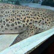 おとぎ 腰が治りにくいため、療養します 極楽城(ゴクラクジョウ)