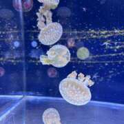 ヒメ日記 2026/02/21 22:20 投稿 おとぎ 極楽城(ゴクラクジョウ)