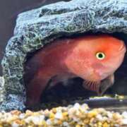 おとぎ 出勤したかった！！！！！ 極楽城(ゴクラクジョウ)