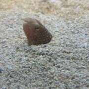 ヒメ日記 2026/04/06 21:08 投稿 おとぎ 極楽城(ゴクラクジョウ)