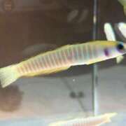 ヒメ日記 2026/04/09 20:25 投稿 おとぎ 極楽城(ゴクラクジョウ)