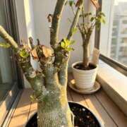 しゅり 🌱「外出せぇや🙄」 なでしこ(十三)