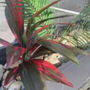 ヒメ日記 2025/11/10 11:18 投稿 永山 菜緒 昼妻夜 滋賀店