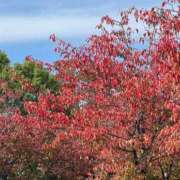 ヒメ日記 2025/11/11 09:33 投稿 永山 菜緒 昼妻夜 滋賀店