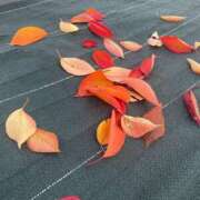 ヒメ日記 2025/11/14 21:03 投稿 永山 菜緒 昼妻夜 滋賀店