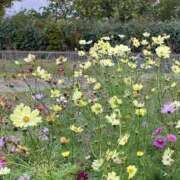 ヒメ日記 2025/11/23 10:03 投稿 永山 菜緒 昼妻夜 滋賀店