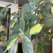 ヒメ日記 2025/12/10 10:48 投稿 永山 菜緒 昼妻夜 滋賀店