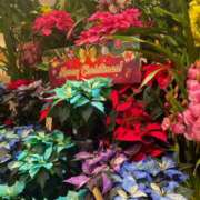 ヒメ日記 2025/12/15 20:12 投稿 永山 菜緒 昼妻夜 滋賀店