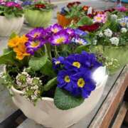 ヒメ日記 2026/01/15 09:54 投稿 永山 菜緒 昼妻夜 滋賀店