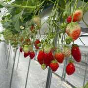 ヒメ日記 2026/01/16 09:33 投稿 永山 菜緒 昼妻夜 滋賀店