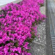 ヒメ日記 2026/04/13 17:18 投稿 永山 菜緒 昼妻夜 滋賀店