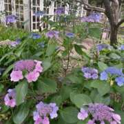 ヒメ日記 2026/07/11 18:48 投稿 永山 菜緒 昼妻夜 滋賀店